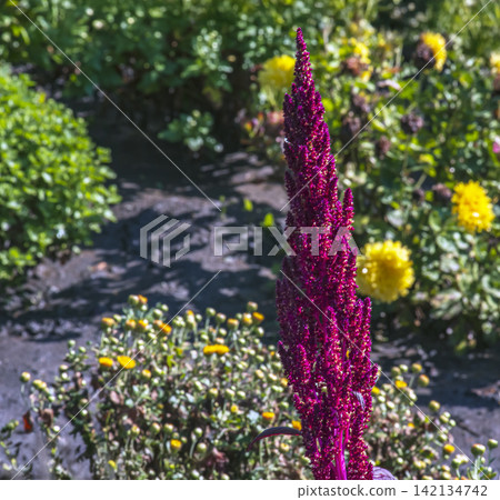 Dense Burgundy Amaranth Flower Spike in Close Up Dense Burgundy Amaranth Flower Spike in Close Up 142134742