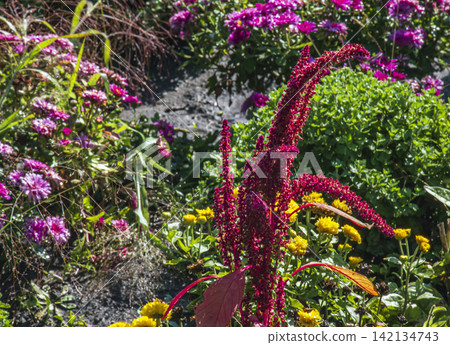 Curved Red Amaranth Flower Spikes Among Autumn Garden Flowers Curved Red Amaranth Flower Spikes Among Autumn Garden Flowers 142134743