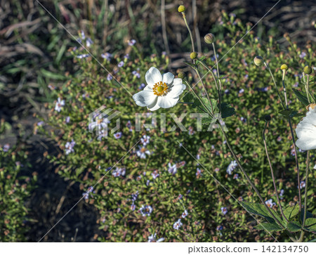 White Japanese Anemones Blooming in Autumn Botanical Garden White Japanese Anemones Blooming in Autumn Botanical Garden 142134750