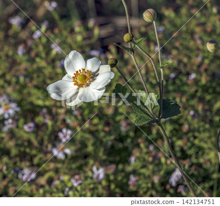 White Japanese Anemone Flower with Golden Yellow Stamens 142134751