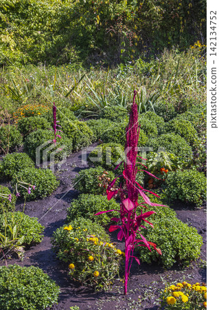 Tall Red Ornamental Amaranth in Autumn Botanical Garden Tall Red Ornamental Amaranth in Autumn Botanical Garden 142134752