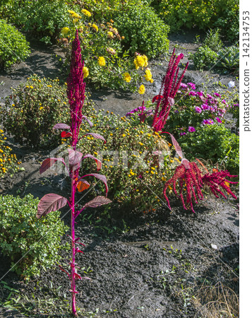 Red Amaranth with Upright and Drooping Flower Spikes in Garden Red Amaranth with Upright and Drooping Flower Spikes in Garden 142134753