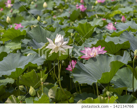 White lotus flowers blooming in Ogura Pond, Sagano, Kyoto. White lotus flowers blooming in Ogura Pond, Sagano, Kyoto. 142134766