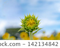 Sunflower buds beginning to bloom against a blue sky, sunflower buds and copy space 142134842