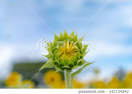 向日葵花蕾在藍天下緩緩綻放，向日葵花蕾和留白區域 142134842