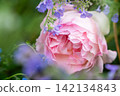 Pink roses and purple flowers, green background and copy space 142134843