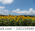 A summer sunflower field with a blue sky and clouds. 142134940