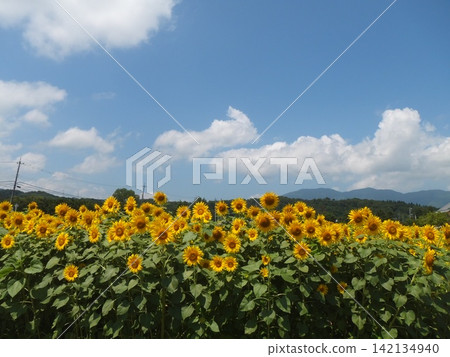 A summer sunflower field with a blue sky and clouds. A summer sunflower field with a blue sky and clouds. 142134940