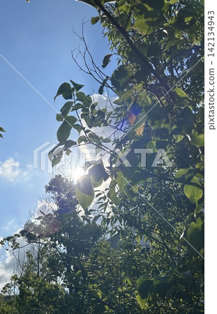 夏日早晨 夏日早晨 142134943