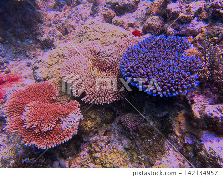 慶良間群島上色彩繽紛的枝狀珊瑚和各種類型的珊瑚 慶良間群島上色彩繽紛的枝狀珊瑚和各種類型的珊瑚 142134957