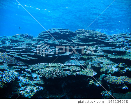 慶良間群島的珊瑚礁，各種類型的珊瑚在那裡分佈。 142134958
