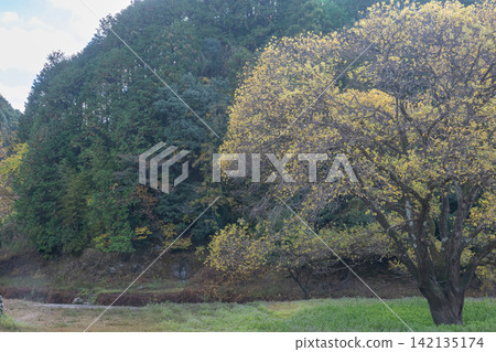 This photo was taken at Haibara Fureai Park in Uda City, Nara Prefecture, as the sounds of early winter approach. 142135174