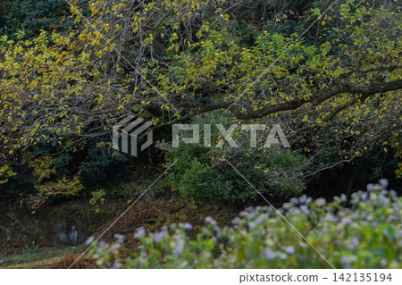 This photo was taken at Haibara Fureai Park in Uda City, Nara Prefecture, as the sounds of early winter approach. This photo was taken at Haibara Fureai Park in Uda City, Nara Prefecture, as the sounds of early winter approach. 142135194