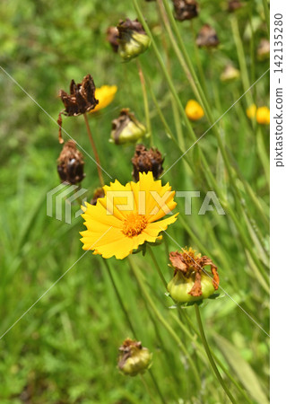 植物:金雞菊(菊科) 植物:金雞菊(菊科) 142135280