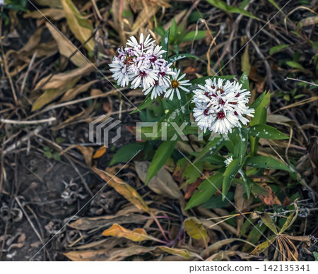 White New York Asters Blooming in Autumn Botanical Garden White New York Asters Blooming in Autumn Botanical Garden 142135341