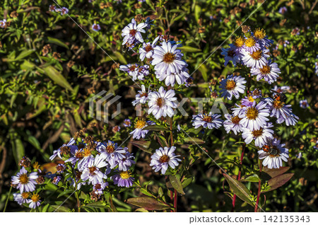 Lilac Willowleaf Aster Flowers with Pollinating Insects in Autumn Lilac Willowleaf Aster Flowers with Pollinating Insects in Autumn 142135343