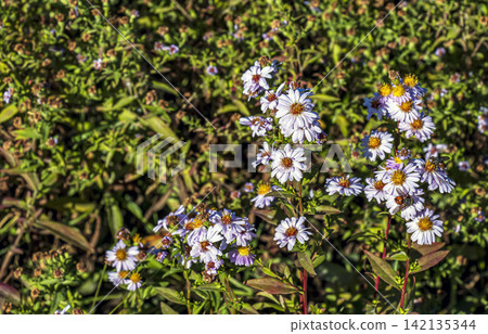Willowleaf Aster with Lilac Autumn Flowers and Pollinating Insect Willowleaf Aster with Lilac Autumn Flowers and Pollinating Insect 142135344