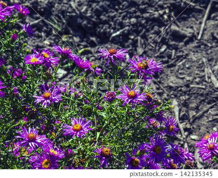 Purple Bushy Aster Flowers on Upright Autumn Stems Purple Bushy Aster Flowers on Upright Autumn Stems 142135345