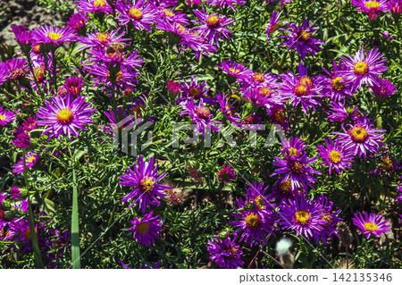 Purple Bushy Aster Flowers with Pollinating Insects in Autumn Purple Bushy Aster Flowers with Pollinating Insects in Autumn 142135346