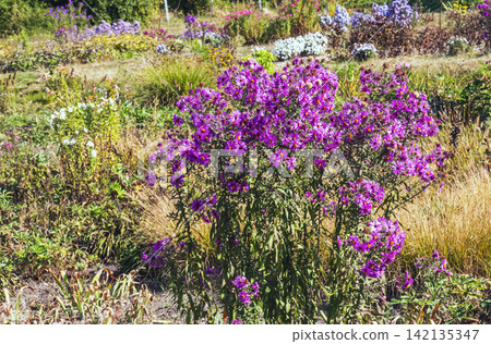 Full Purple Bushy Aster Plant Blooming in Autumn Flower Bed Full Purple Bushy Aster Plant Blooming in Autumn Flower Bed 142135347