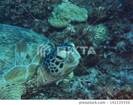 Green sea turtle, close-up facing right. Green sea turtle, close-up facing right. 142135350
