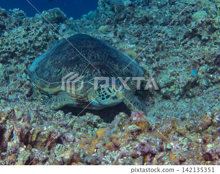 Green sea turtle, facing right Green sea turtle, facing right 142135351