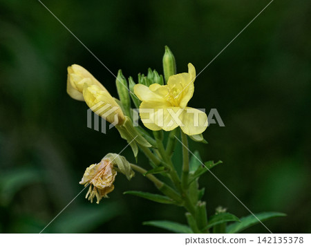 Evening primrose blooming Evening primrose blooming 142135378