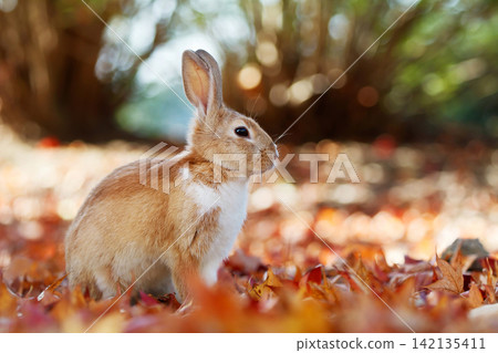 Rabbit of Okunojima Rabbit of Okunojima 142135411