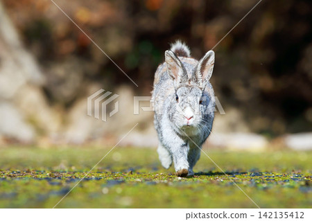 Rabbit of Okunojima Rabbit of Okunojima 142135412