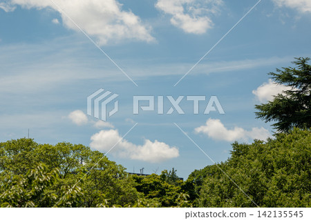 清爽的藍色夏日天空和充滿活力的綠色樹木。 清爽的藍色夏日天空和充滿活力的綠色樹木。 142135545