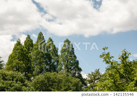 Summer's blue sky, white cumulonimbus clouds, and vibrant green trees Summer's blue sky, white cumulonimbus clouds, and vibrant green trees 142135546