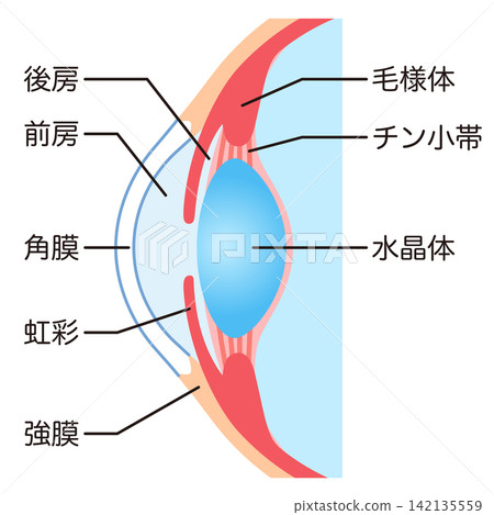 Structure of the eye: Cross-section of the eyeball Structure of the eye: Cross-section of the eyeball 142135559
