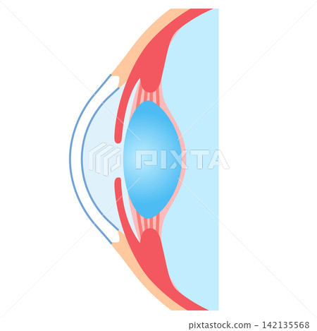 Structure of the eye: Cross-section of the eyeball Structure of the eye: Cross-section of the eyeball 142135568