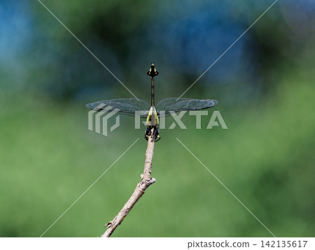 Taiwan fan-tailed dragonfly (male) perched on a dead branch 142135617