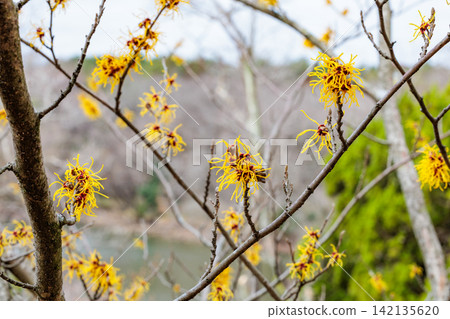 金縷梅 Balmstead 金黃色花朵,在早春綻放 金縷梅 Balmstead 金黃色花朵,在早春綻放 142135620