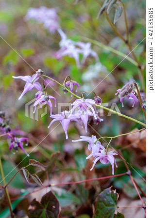 Pink Epimedium flowers blooming quietly and beautifully in the forest. Pink Epimedium flowers blooming quietly and beautifully in the forest. 142135685