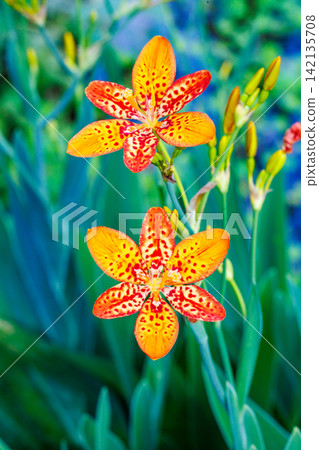 The beautiful flowers of the iris bloom in the spring garden. The beautiful flowers of the iris bloom in the spring garden. 142135708