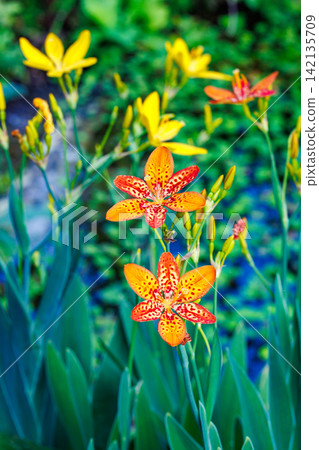 The beautiful flowers of the iris bloom in the spring garden. The beautiful flowers of the iris bloom in the spring garden. 142135709