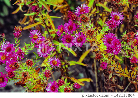 Bright Magenta Autumn Aster with Fresh and Fading Flowers 142135804