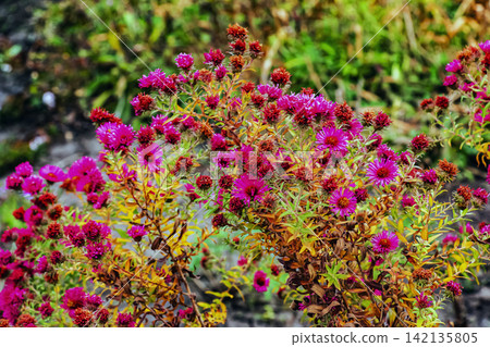 Purple Autumn Aster Showing Fresh and Spent Blooms Purple Autumn Aster Showing Fresh and Spent Blooms 142135805