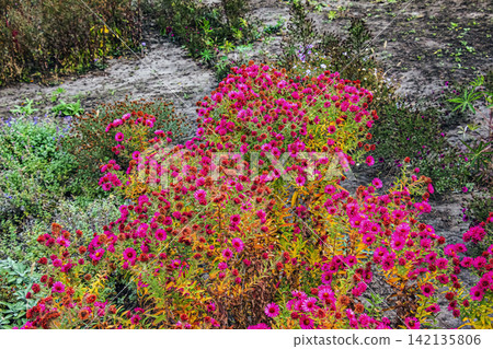 Full Magenta Autumn Aster Plant Blooming in Late October Garden Full Magenta Autumn Aster Plant Blooming in Late October Garden 142135806