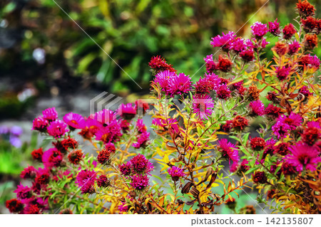 Magenta Autumn Aster Flowers with Yellowing Foliage Magenta Autumn Aster Flowers with Yellowing Foliage 142135807