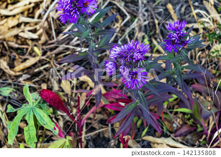 Purple New England Aster Blooming in Late Autumn Garden Purple New England Aster Blooming in Late Autumn Garden 142135808