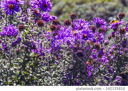 Purple New England Aster with Fresh and Spent Autumn Flowers Purple New England Aster with Fresh and Spent Autumn Flowers 142135810