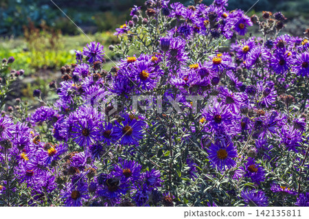 Full Purple New England Aster Plant in Autumn Flower Bed Full Purple New England Aster Plant in Autumn Flower Bed 142135811