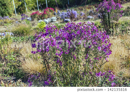 Purple New England Aster with Flowers and Seed Heads in Autumn Garden Purple New England Aster with Flowers and Seed Heads in Autumn Garden 142135816