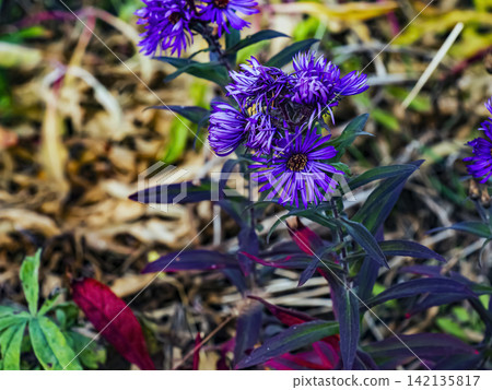 Violet New England Aster Flower with Yellow Center in Close Up Violet New England Aster Flower with Yellow Center in Close Up 142135817