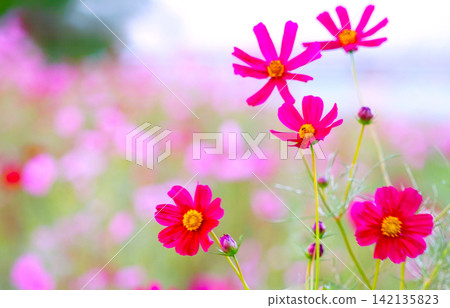 Red cosmos flowers blooming by the riverside in the morning. Red cosmos flowers blooming by the riverside in the morning. 142135823
