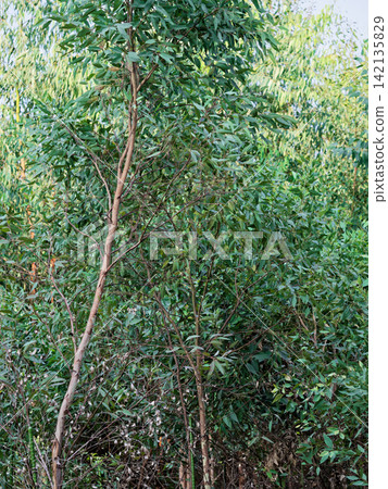 Cultivation of Eucalyptus myrtaceae Cultivation of Eucalyptus myrtaceae 142135829