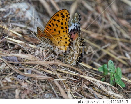Mating behavior of the Fritillary Fritillary in the Nymphalidae family Mating behavior of the Fritillary Fritillary in the Nymphalidae family 142135845